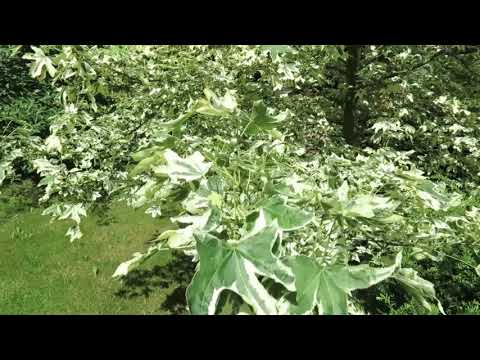 download lagu mp3 mp4 Liquidambar Silver King, download lagu Liquidambar Silver King gratis, unduh video klip Liquidambar Silver King