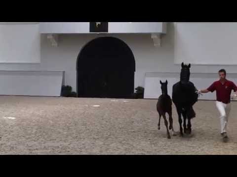 Filly by Delorean x Millennium for sale