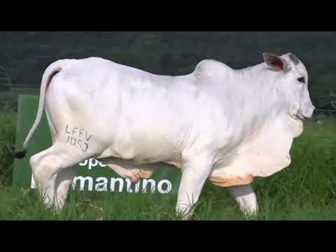 CHANDON DA FAZ.VITORIA