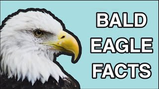 Bald Eagle Facts: The Life of the Bald Eagle