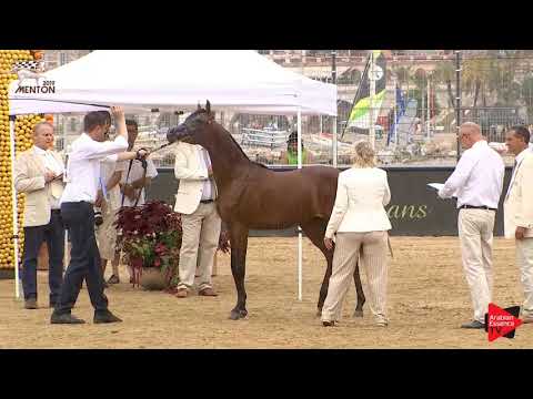 N.18 ROYAL ASSELAH - Menton 2019