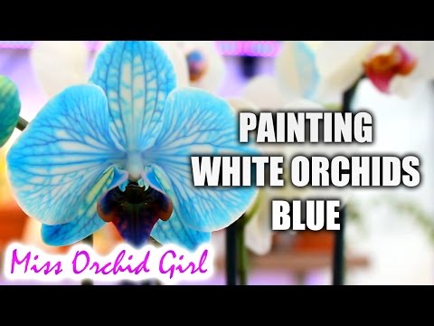 DIY Blue Orchid - How blue Phalaenopsis Orchids are made