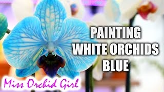 DIY Blue Orchid - How blue Phalaenopsis Orchids are made
