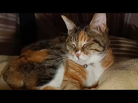 youtube-動物記事1970/01/01 09:00:00