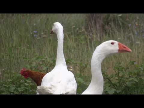 08.07.2018.Video3. Embden geese in Olympus farm.
