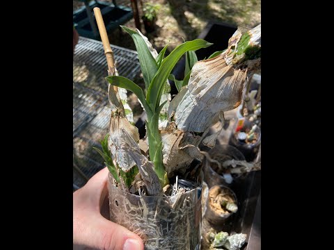 Catasetum Update - Mid Spring (late March)