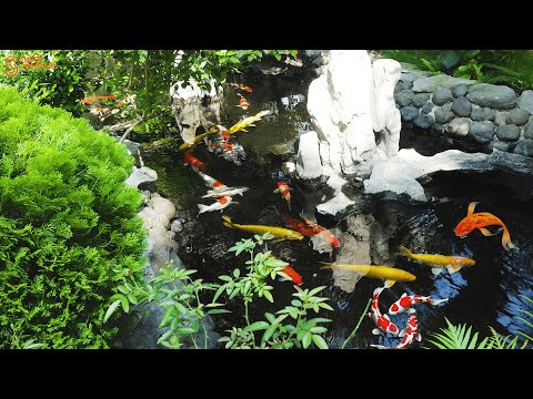 DIY beautiful outdoor Koi aquarium