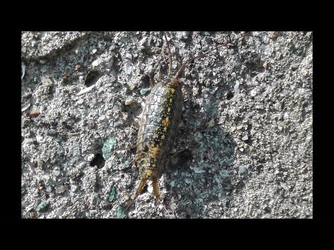 Ligia - Wharf roaches (Bugs in Japan) フナムシ - ANIME VS REALITY Houkago Teibou Nisshi  (放課後ていぼう日誌)