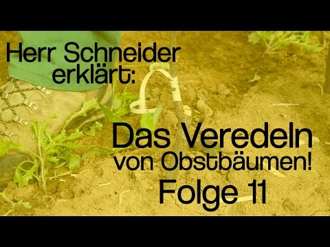 Herr Schneider erklärt: Das Veredeln von Obstbäumen! - Folge 11