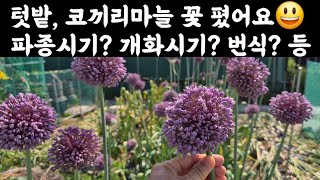 텃밭, 코끼리마늘 