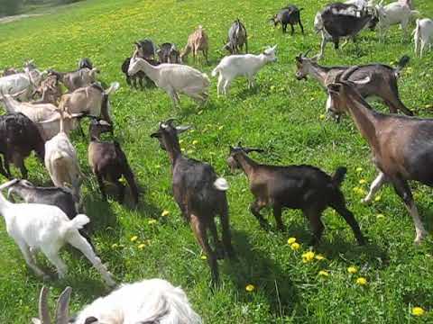 козы на продажу