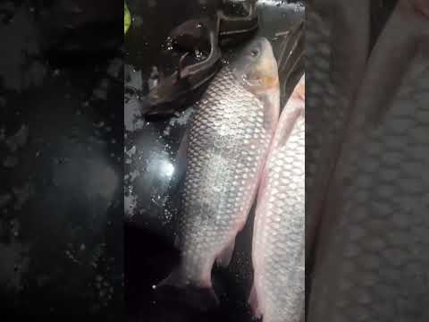 Piau do lago de Penalva no Maranhão 🐟🤤