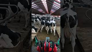 The girl cleans the manure in the stem for the cows