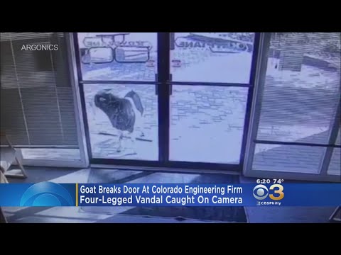 Goat Caught On Camera Smashing Business Window