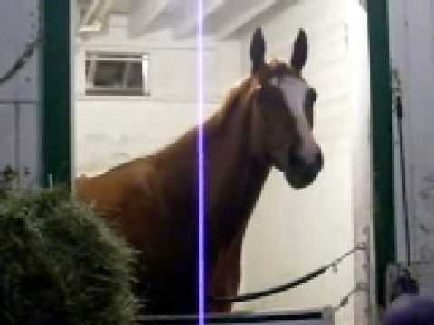 Rags to Riches - Belmont 2007 week