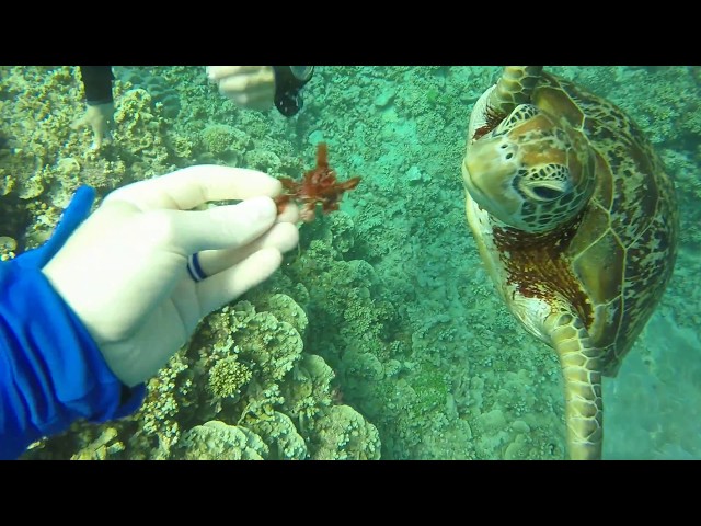 Great Barrier Reef Scuba Diving - Sea Turtle Up Close & Personal!