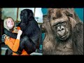 WHAT HAPPENED To Koko The Talking Gorilla? DEFAULT Thumbnail