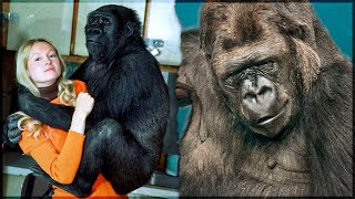 WHAT HAPPENED To Koko The Talking Gorilla? MQDEFAULT Thumbnail