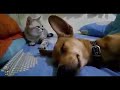 Cat Smacks Dog Out Of Sleep For Farting In His Presence