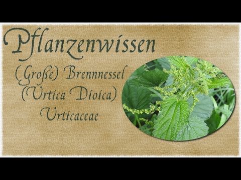 Pflanzenwissen - Die Brennnessel