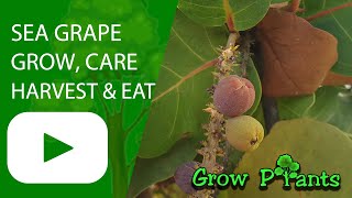 Sea grape plant - grow, care & harvest (Coccoloba uvifera)