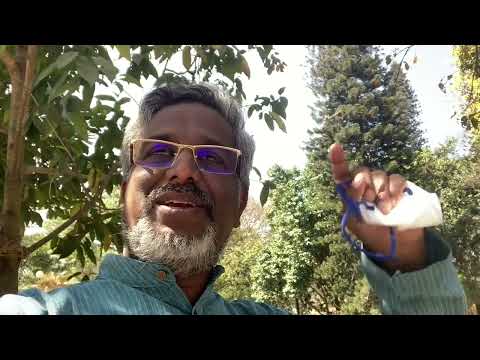 Crows intercept eagle attacks, by Chilkuri Vasantha Rao, Principal, UTC