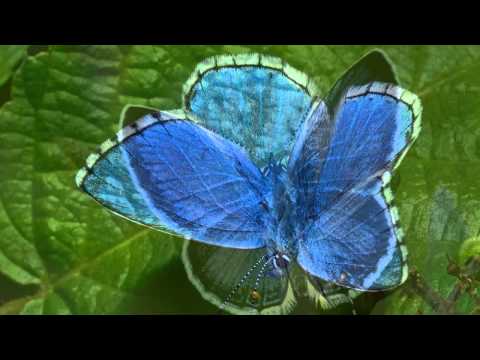 The Maybees - Blue Butterflies