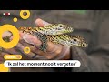 Voor het eerst komodovaraan-baby's geboren in Australië