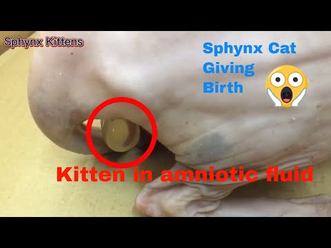🥰Sphynx cat giving birth in labor, contractions, kitten in amniotic fluid #1 | Sphynx Kittens