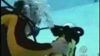 Hawkeye the calico cat started diving after her owner, Gene Alba, crafted a custom, cat-sized scuba suit for her. Today, Hawkeye spends up to an hour each day searching the mysterious underwater depths of a nearby swimming pool, sometimes bringing along her partner and nap buddy, Muttley the dog.