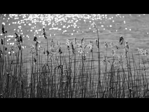 Jay Aliyev and Baijan Records