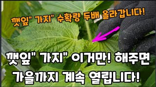 깻잎" 가지" 바질"이것만! 해주면 수확량 두배! 됩니다! #깻잎재배 #깻잎키우기 #가지재배 #가지키우기 #…
