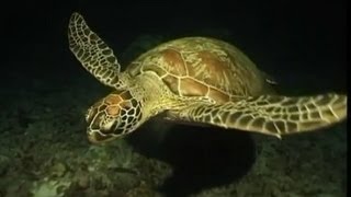 BLUE SECRET, THE LOST EDEN: PAPUA NEW GUINEA