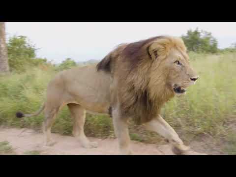 Othawa Male Lion Remembering R.I.P.