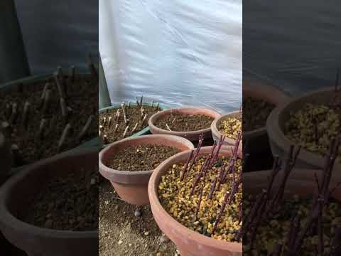 種、挿し木、または若木から盆栽を育てるにはどうすればよいですか?  庭園