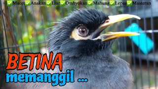 Download lagu Kicau Jalak Nias Betina Memanggil Jantan - Jalak Apapun Pasti Nyaut Ikut Bunyi mp3 Download lagu Kicau Jalak Nias Betina Memanggil Jantan - Jalak Apapun Pasti Nyaut Ikut Bunyi mp3