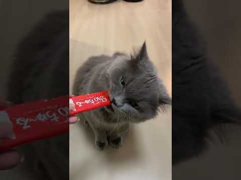 Jo Lo-CIAO 日本第一銷量貓小食 超級貓模短片大賽