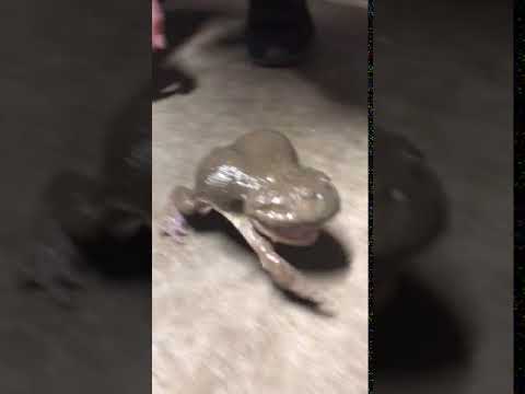 Screaming Budgett's Frog