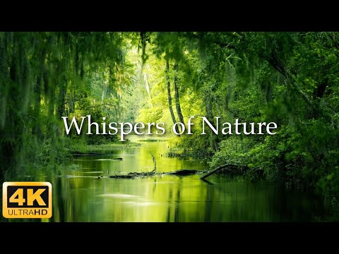 Flüstern der Natur / Die zauberhafte Erde 4K