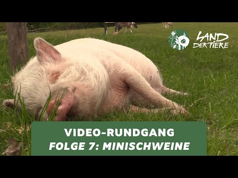 Land der Tiere-Video-Rundgang – Folge 7: Bei den Minischweinen 🐷💚