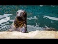 Seal Swims Into City Canal London S Wild Side BBC Earth