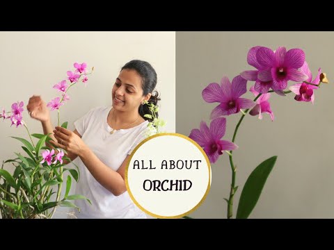 , title : 'How to care for an Orchid Plant Indoors | Easy Orchid Care Tips for Beginners | Garden Vibes'