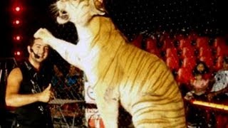 Tigre mata a su domador durante una función de circo/ Tigres de bengala mata a su domador
