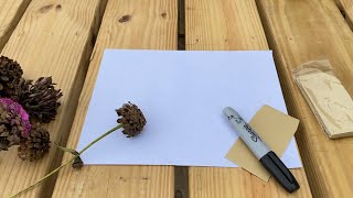 Saving Zinnia Seeds | EverCrest