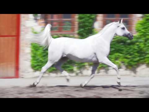 Pride Of Poland 2016 - Emira