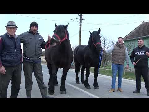 Caii lui Marius de la Brestovat, Timis - 2023 Nou!!!