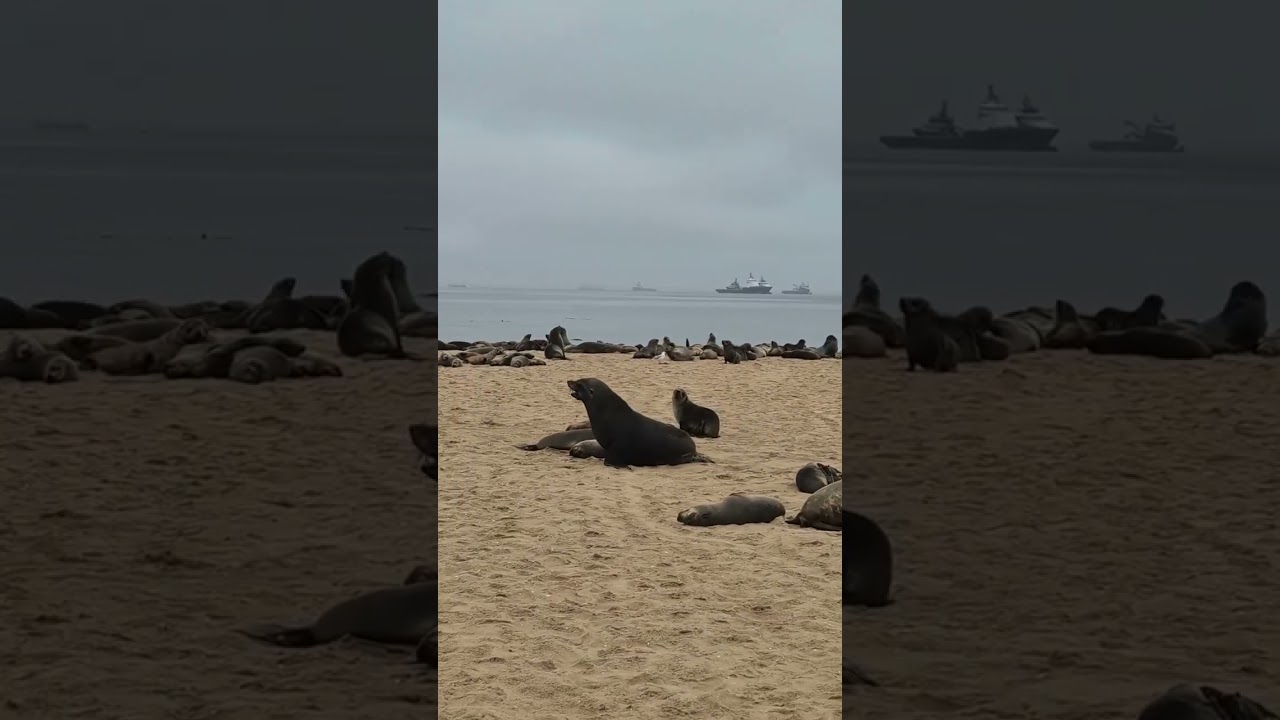 ASMR of the Namibia Cape Fur Seals 🦭