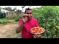 Money Maker Tomatoes Harvesting Project Food Garden