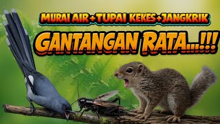 Download lagu Masteran Ampuh Roll Tembakan Rapat Kombinasi Tupai Kekes, Murai Air dan Jangkrik Suara jernih mp3