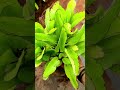🌿 **Patharchatta (Kalanchoe pinnata)** – The Miracle Medicinal Plant! 🌿
